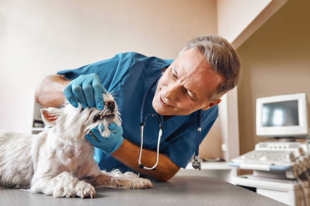 Best 24-Hour Emergency Dental Care in Cherryvale, KS